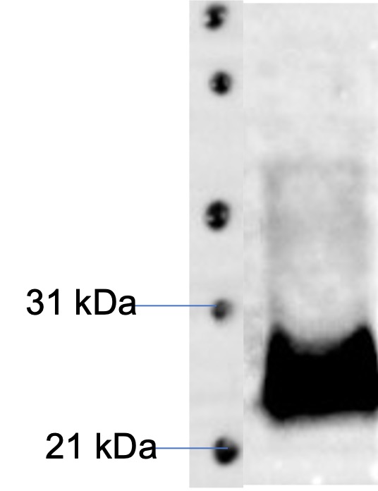 Recombinant MPXV A35R Protein, C-term His (E. Coli)